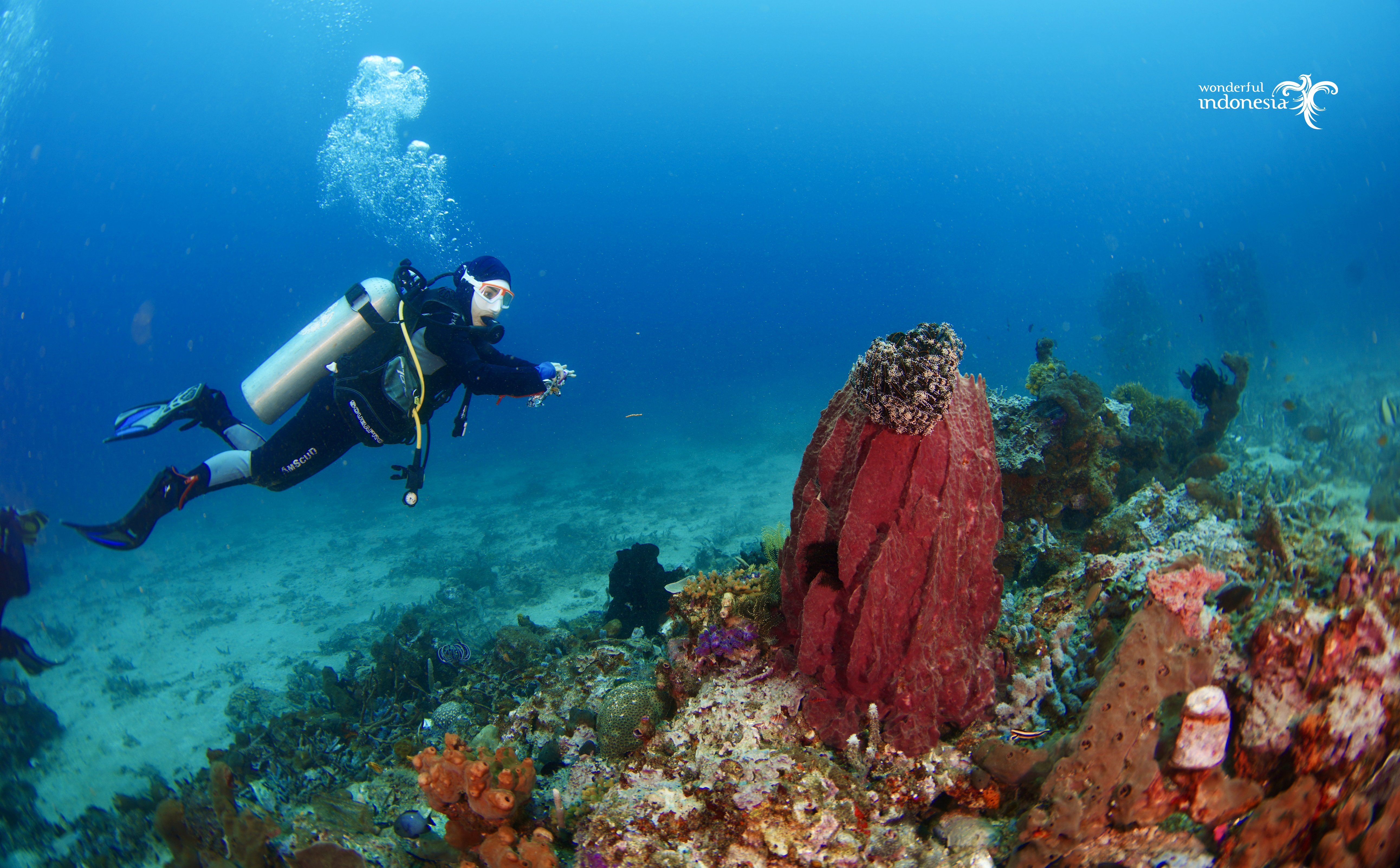 Exploring the Wonders of Nukila Park Diving Spot in Ternate