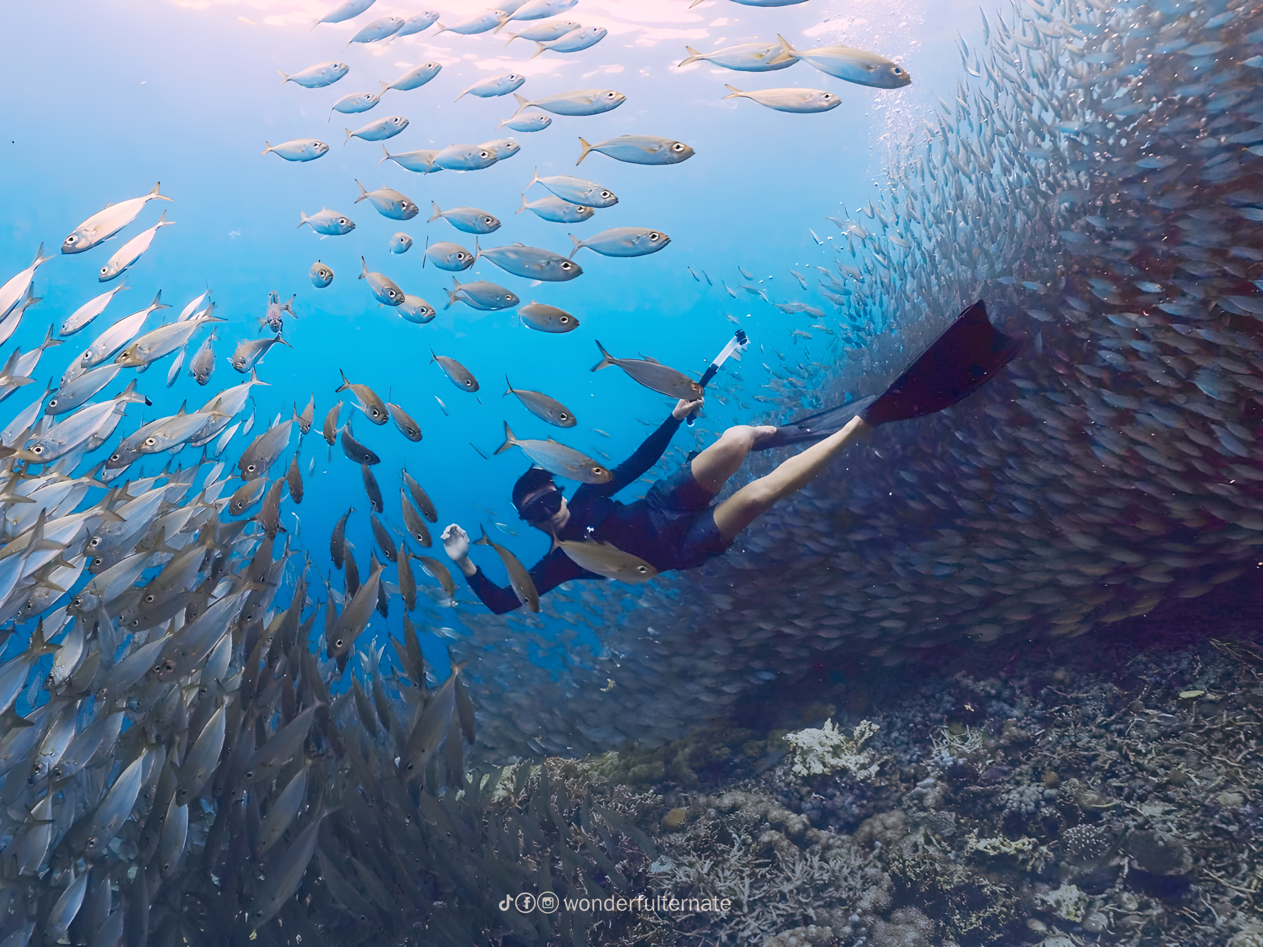 Dancing with Schooling Fish in Jikomalamo Beach